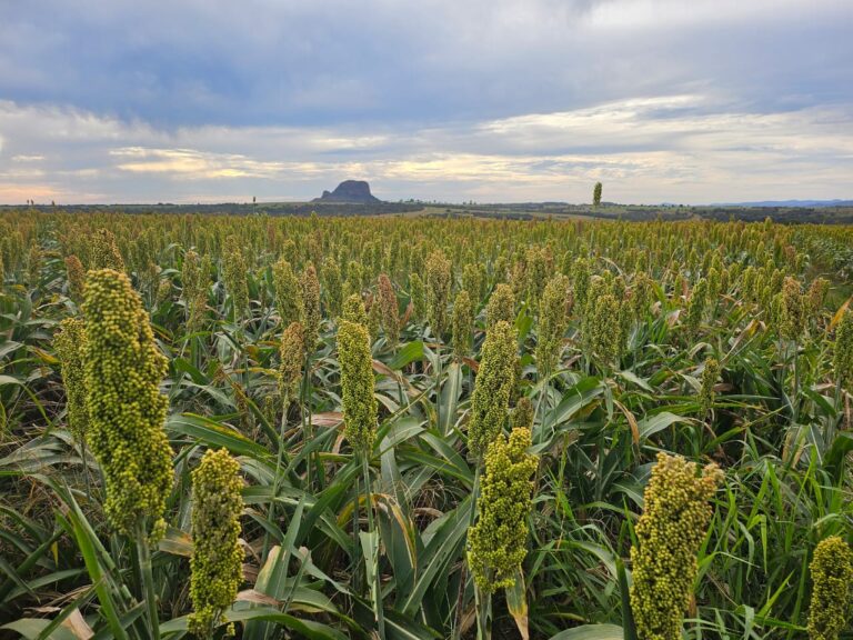 Brasil e China firmam acordo de pré-listing para exportação de sorgo