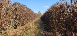 Café: produtores afetados por geadas terão R$ 31,3 milhões em crédito