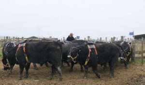 Pecuária no Pampa aposta em ciência para reduzir metano na pecuária