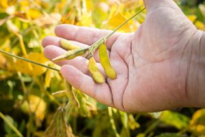 Clima passa a ditar ritmo do mercado de soja no Brasil; USDA reduz números da oleaginosa