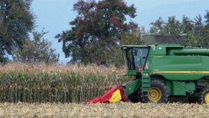 Colheita de milho avança 8,5 pontos porcentuais e alcança 83,7% da área