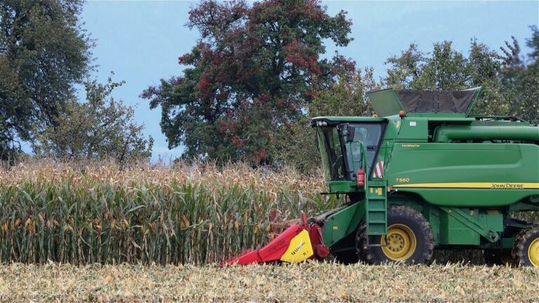 Colheita de milho avança 8,5 pontos porcentuais e alcança 83,7% da área