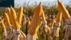 Colheita de milho da 2ª safra em MT vai a 96,38% da área e segue atrasada