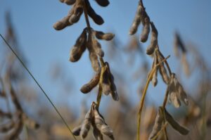 Colheita nos EUA e estratégia da China travam mercado de soja