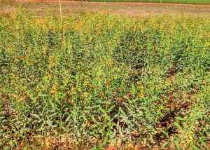 Como controlar plantas espontâneas sem defensivos? Estudo da Embrapa responde