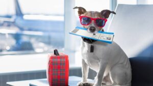 Companhia aérea pode recusar a viagem  do pet na cabine do avião?