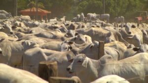 Confira estratégias para manter seu rebanho saudável na época seca