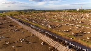 Da sanidade ao cocho: a sinergia que faz o gado ganhar peso e o pecuarista lucrar mais