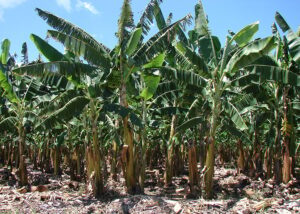 Embrapa desenvolve variedades de banana resistentes à doença mais grave do mundo
