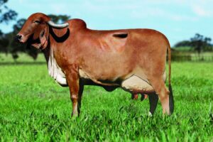 Estudo revela fatores decisivos para o sucesso da reprodução in vitro de gir leiteiro
