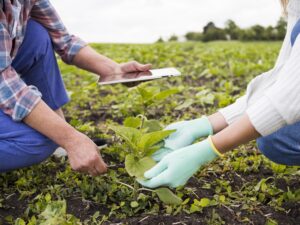 Estudo revela força das cooperativas do Brasil no campo e nas redes sociais