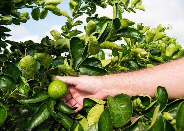 Exportações paulistas de limão tahiti crescem 21% no 1º semestre de 2025