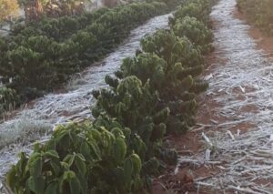 Geadas podem comprometer mais de 400 mil sacas de café em MG, diz Expocacer