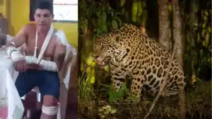 Homem que disse ter sido atacado por onça na realidade atropelou animal, diz PRF