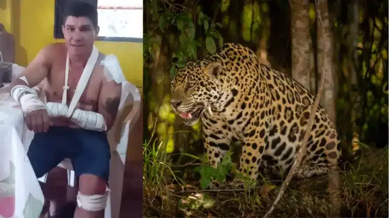 Homem que disse ter sido atacado por onça na realidade atropelou animal, diz PRF