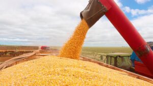 Importação chinesa de milho cai 95% em julho