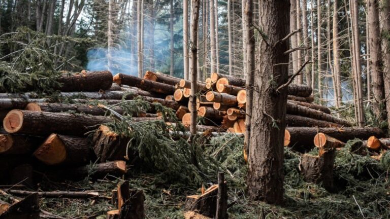 Infração ambiental: nova norma cria risco de ‘punição em dobro’; entenda