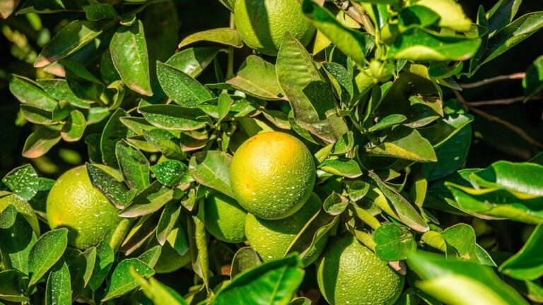 Logística e preços baixos: Câmara Setorial apoiará produtores de citros