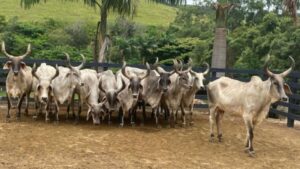 Vacas Guzerá. Foto: Divulgação