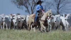 Manejo de novilhas primíparas: o segredo para garantir alta prenhez