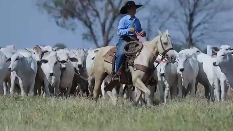 Manejo de novilhas primíparas: o segredo para garantir alta prenhez