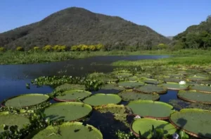 PSA Conservação: Governo de MS destina R$ 30 milhões para propriedades com vegetação nativa excedente no Pantana
