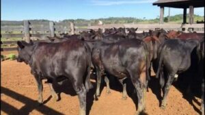 Pecuária em Rondônia: por que touros Angus não são a melhor escolha?