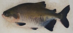 Pesquisadores usam inteligência artificial para medir nível de estresse de peixe