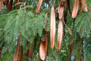 Prefeitura prepara lei para erradicar árvore invasora que prejudica flora em Dourados