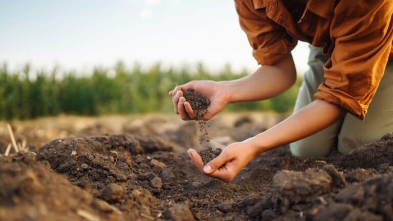 Qual o melhor capim para terra arenosa? Agrônomo tem a resposta