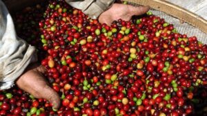 Safra de café em MG deve ser menor; especialista da Emater orienta planejamento