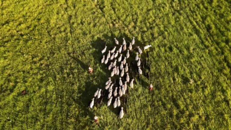 Sistema Antecipasto eleva produção e reduz emissões na pecuária