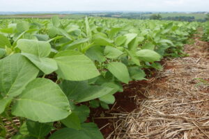 Soja: Brasil terá primeira biotecnologia combinada contra dois tipos de nematoide