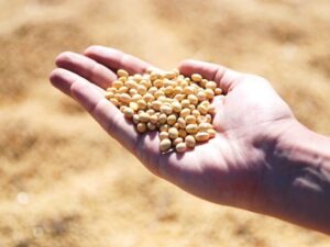 Soja brasileira rouba espaço dos EUA; preços sobem e mercado ganha ritmo