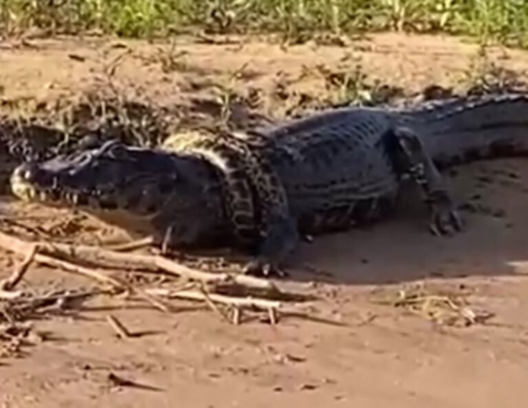 Sucuri envolve jacaré em abraço perigoso e é flagrada por turistas em Coxim