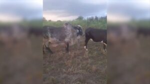 Touro não cobre a vacada? Veterinário explica os motivos e a solução