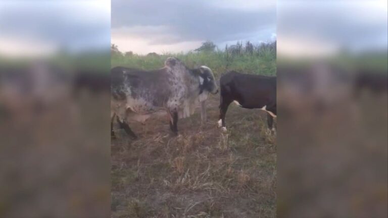 Touro não cobre a vacada? Veterinário explica os motivos e a solução