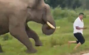 Turista é atacado por elefante ao tentar tirar selfie na Índia