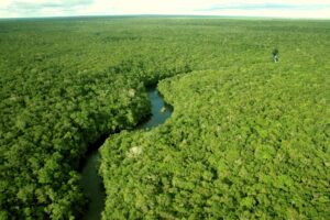 USP aponta potencial de microrganismos da Amazônia no combate a doenças agrícolas