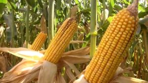 Uso misto de bactérias e nitrogênio reduziria custo do milho em R$ 2,8 bilhões ao ano