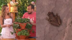 "É de Casa": Talitha Morete leva susto e grita após ver perereca