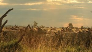 ‘Boi sanfona’: como o diferimento de pasto e suplementação salvam o gado na seca