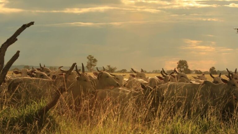 ‘Boi sanfona’: como o diferimento de pasto e suplementação salvam o gado na seca