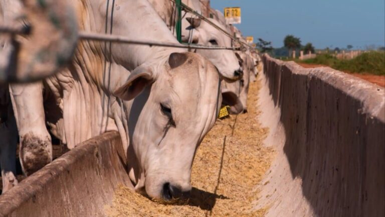 5º Fórum da Pecuária: o evento que vai guiar o setor da carne brasileira
