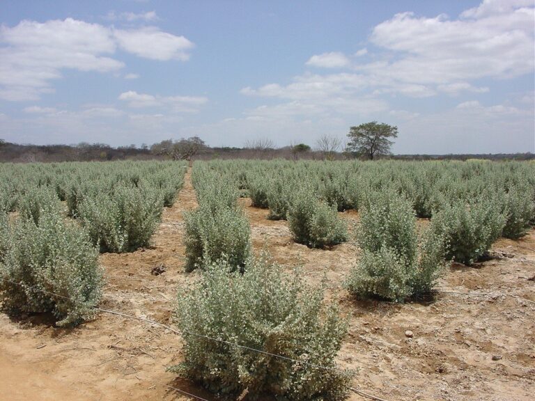Agricultura biossalina auxilia no combate à escassez hídrica no Semiárido