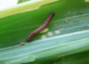 Agricultura cria sistema para aperfeiçoamento de prevenção e controles de pragas