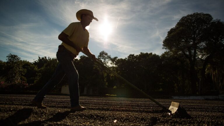 Agricultura lidera geração de empregos no Brasil em julho