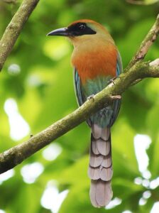 Às vésperas da COP15, MS escolhe a juruva como ave símbolo da Mata Atlântica