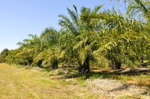 BB assina convênio de R$ 50 mi com Natura para financiar sistemas agroflorestais