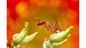 Bactérias associadas a insetos podem ser ferramenta para agricultura sustentável